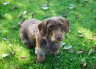 Dackeldame Bonny hat Diät gemacht und will Jagdhund werden