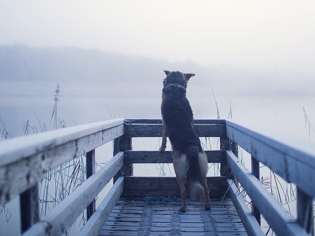 Der Traum vom eigenen Hund: Samir