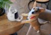 Der vernetzte Hund - Smarter Tracker und Funkhalsband vorgestellt