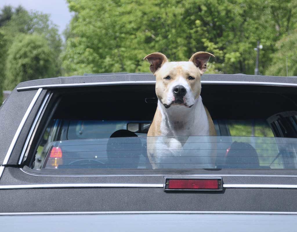 Hund bei Hitze im Auto lassen: Geldstrafe bis 25.000 Euro