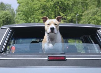 Hund bei Hitze im Auto lassen: Geldstrafe bis 25.000 Euro