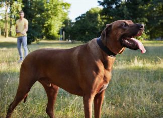 Mit fremden Hunden Gassi gehen. Wer kommt für Schäden auf?