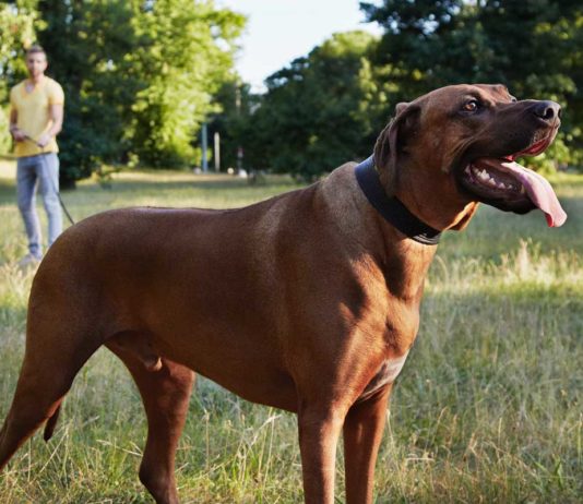 Mit fremden Hunden Gassi gehen. Wer kommt für Schäden auf?