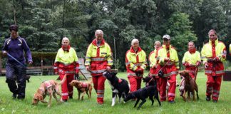 Rettungshunde suchen Vermisste