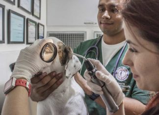 Schiefer Kopf und Augenzucken - Hund schnell zum Tierarzt bringen