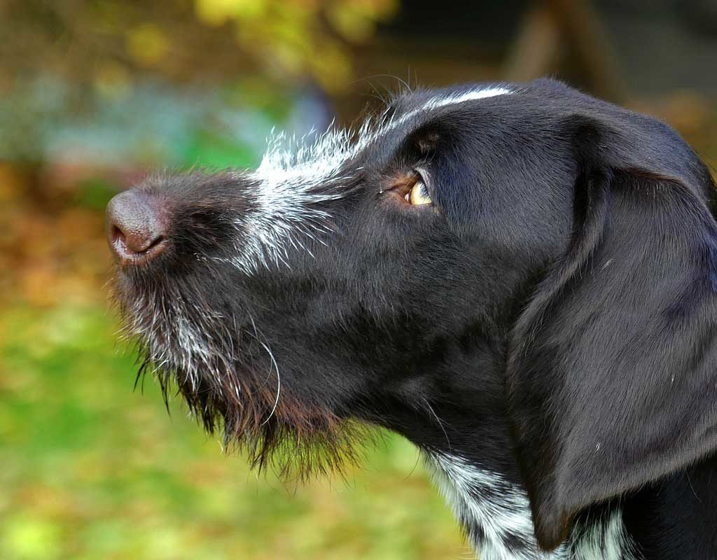 Weniger Jagdhunde in Brandenburg bei Wildunfall getötet