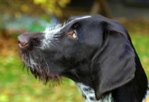 Weniger Jagdhunde in Brandenburg bei Wildunfall getötet