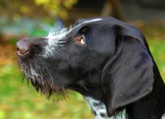 Weniger Jagdhunde in Brandenburg bei Wildunfall getötet