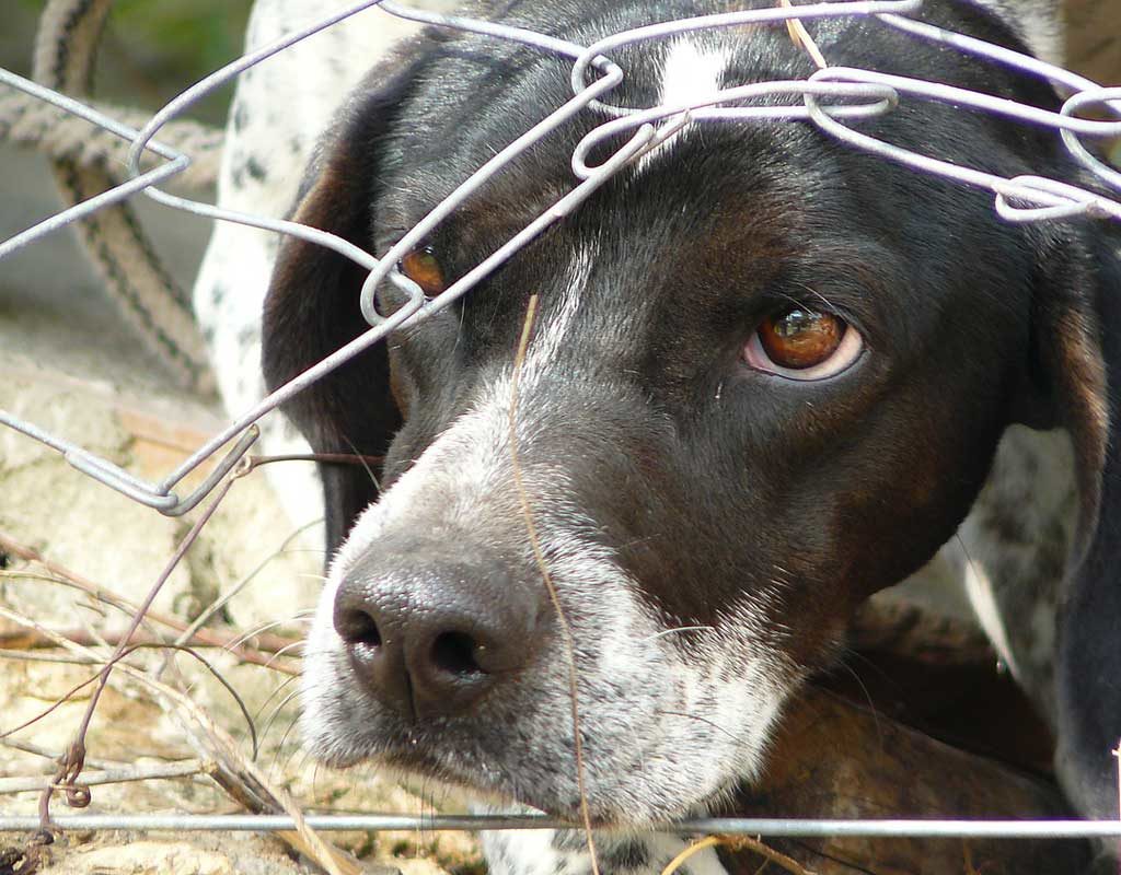 Weniger Strafverfahren wegen Tierquälerei in Rheinland-Pfalz