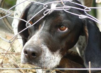 Weniger Strafverfahren wegen Tierquälerei in Rheinland-Pfalz