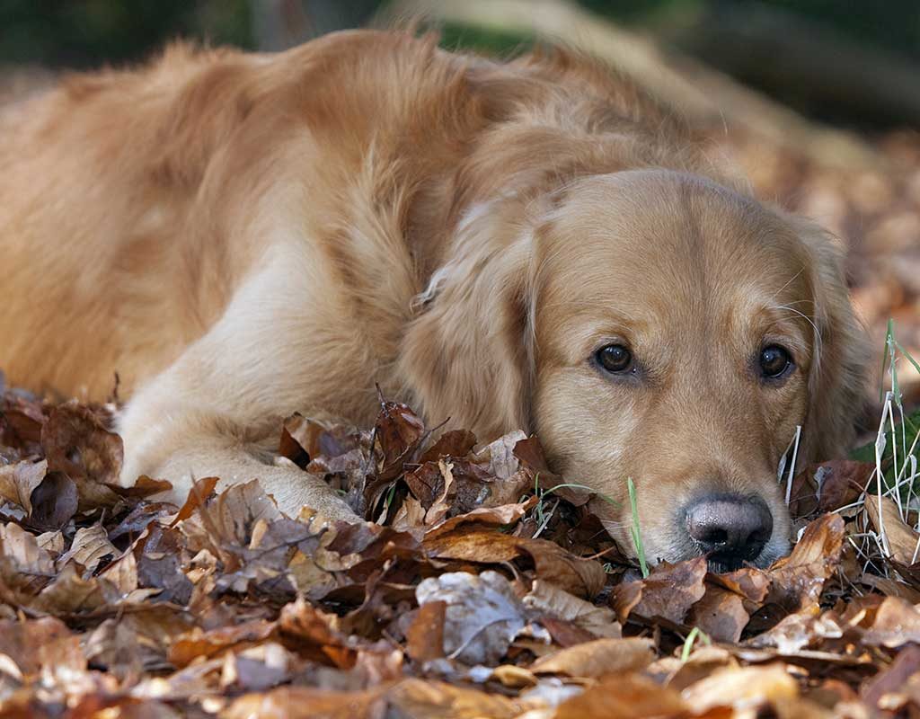 Arthrose beim Hund