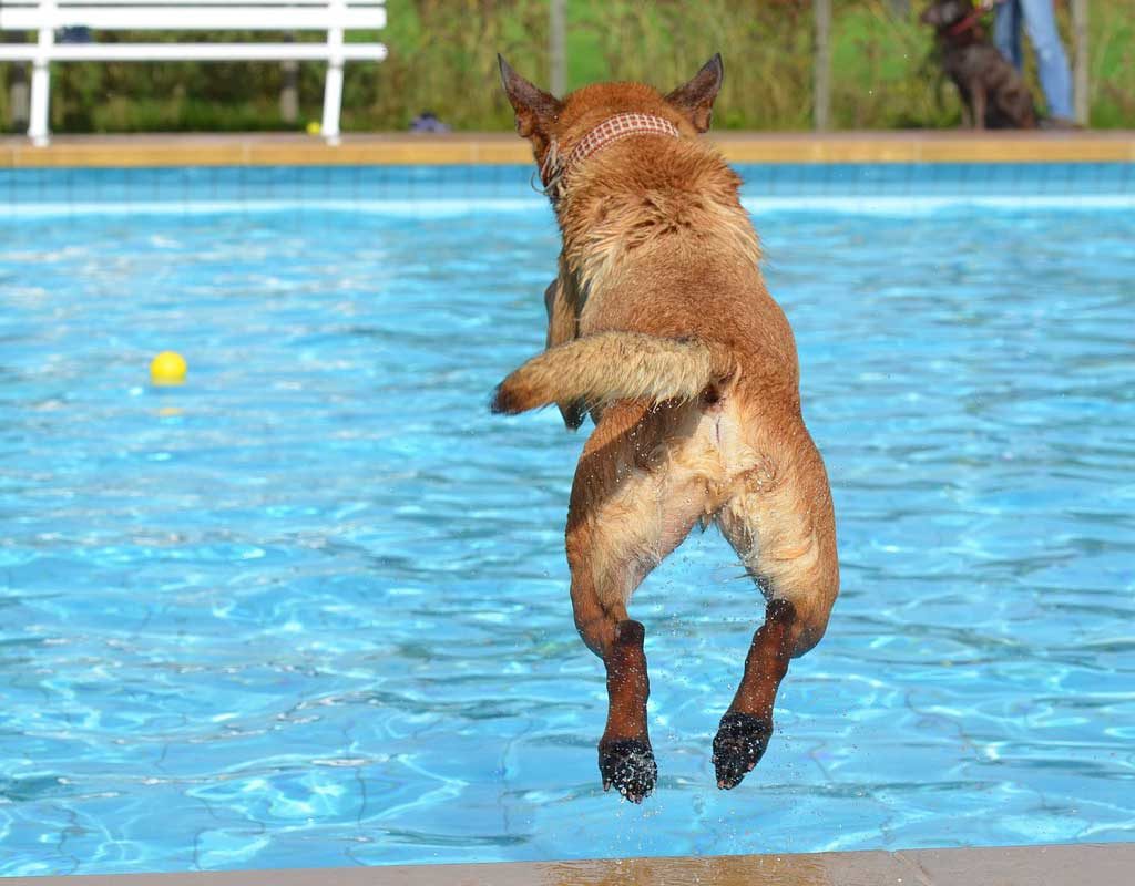 Badetage für Hunde in Lübecker Freibädern