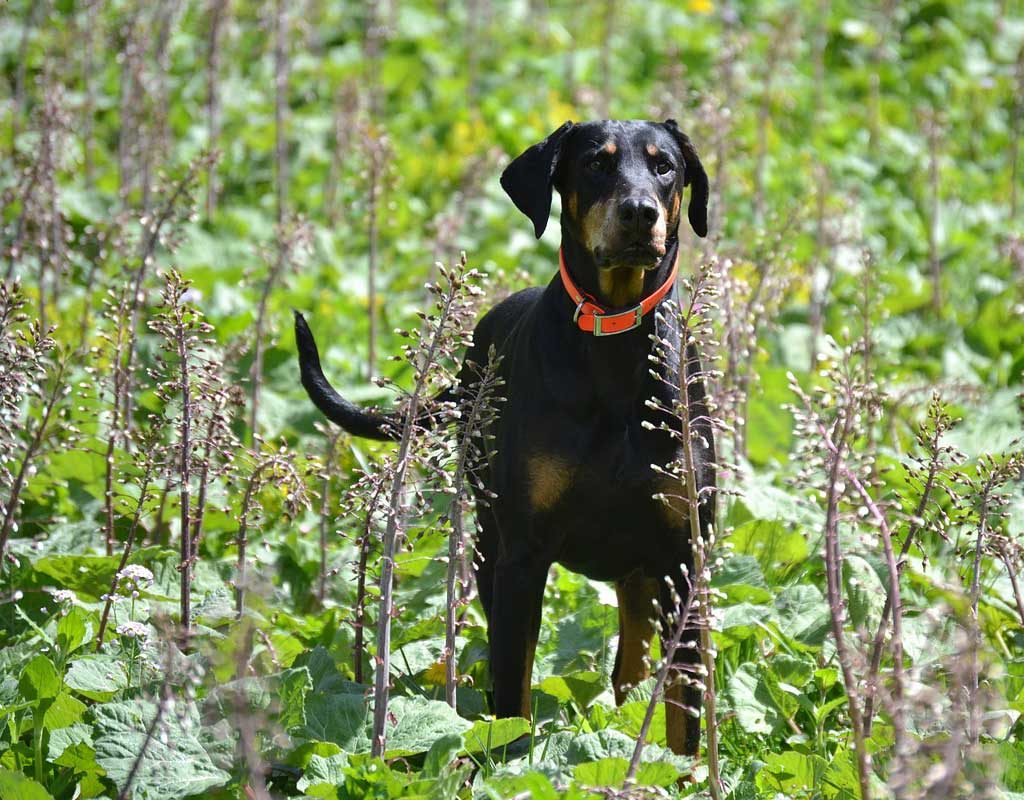 Dobermann auf Abwegen löst Großeinsatz der Polizei aus