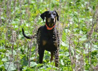 Dobermann auf Abwegen löst Großeinsatz der Polizei aus