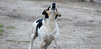 Hundegebell und Froschgequake: Was Nachbarn aushalten müssen