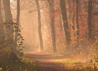 Mann entblößt sich vor Joggerin - Hund beißt zu