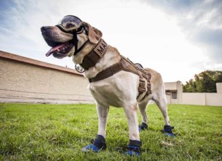 Mexiko feiert Rettungshündin "Frida"