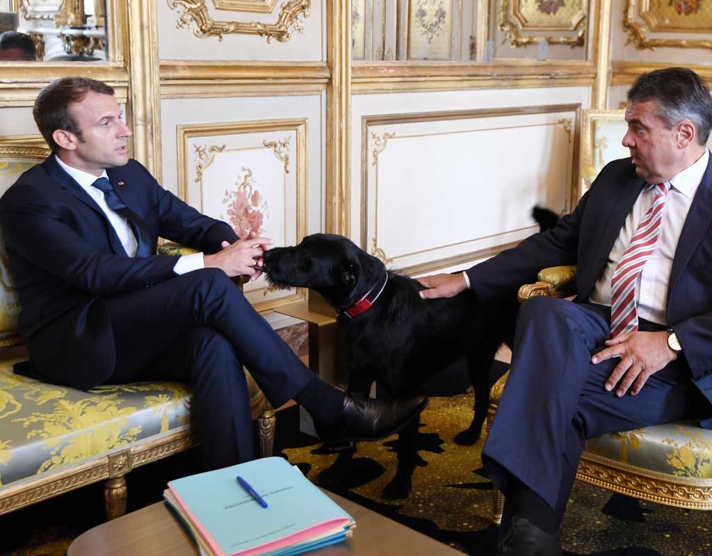 "Nemo" im Élysée-Palast: Macron adoptiert Hund