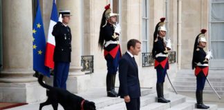 "Nemo" im Élysée-Palast: Macron adoptiert Hund