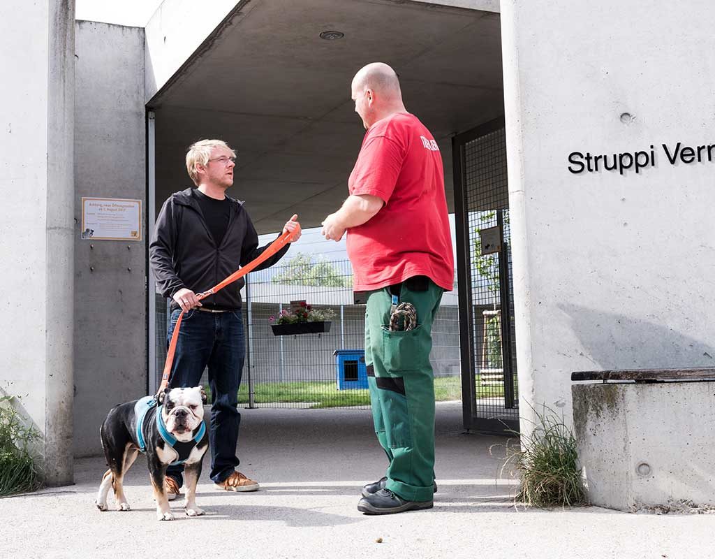 Sanfter Übergang: Hunde aus dem Tierheim nach Hause bringen