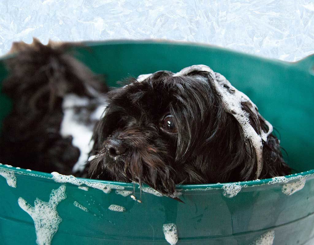 Der ZZF zum Welthundetag 2017: Drei Pflege-Irrtümer beim Hund