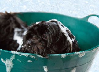 Der ZZF zum Welthundetag 2017: Drei Pflege-Irrtümer beim Hund