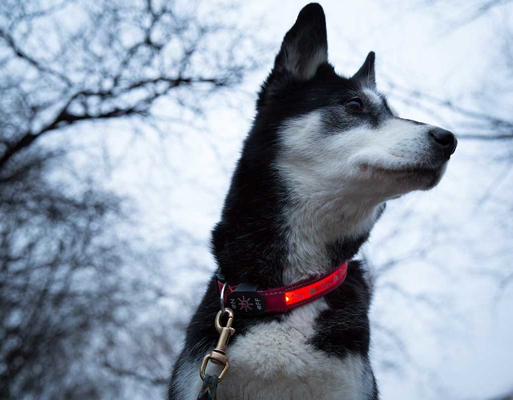 Ein Leuchthalsband schützt deinen Hund