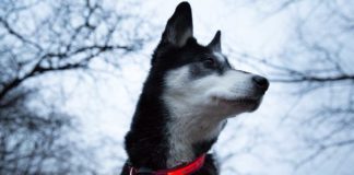 Ein Leuchthalsband schützt deinen Hund