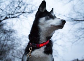 Ein Leuchthalsband schützt deinen Hund