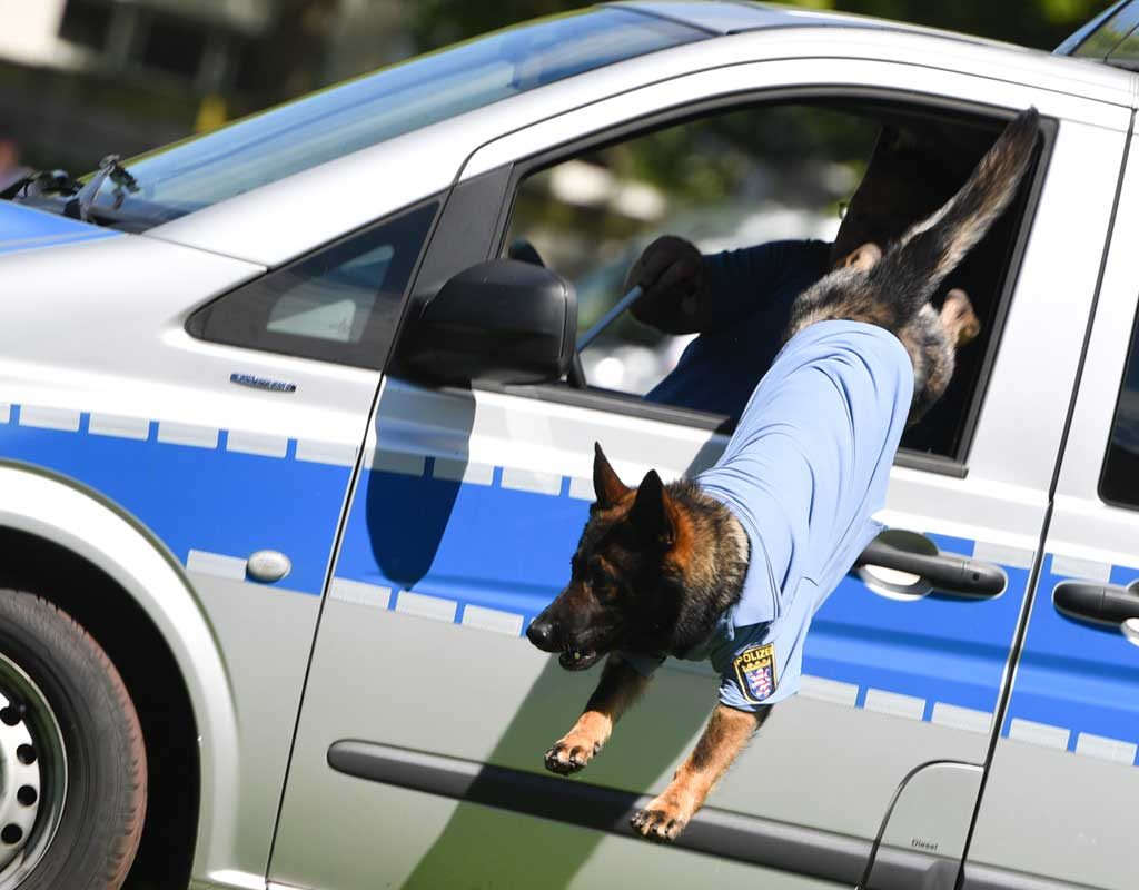 Für Berliner Polizeihunde gibt es jetzt eine lebenslange Rente