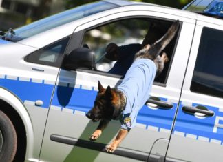 Für Berliner Polizeihunde gibt es jetzt eine lebenslange Rente