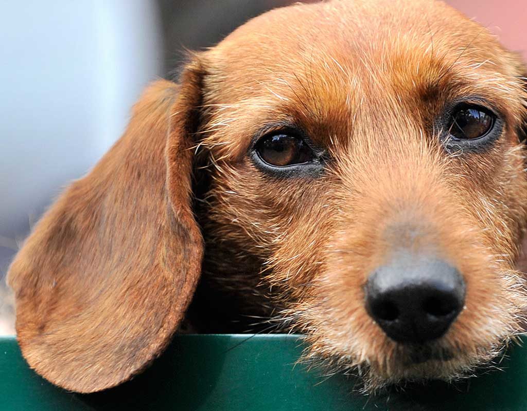 Gezielter Dackelblick: Hunde setzen Mimik bewusst ein