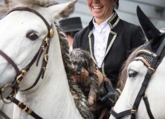 "Hund & Pferd" in Dortmund: Größte Hundeausstellung Deutschlands