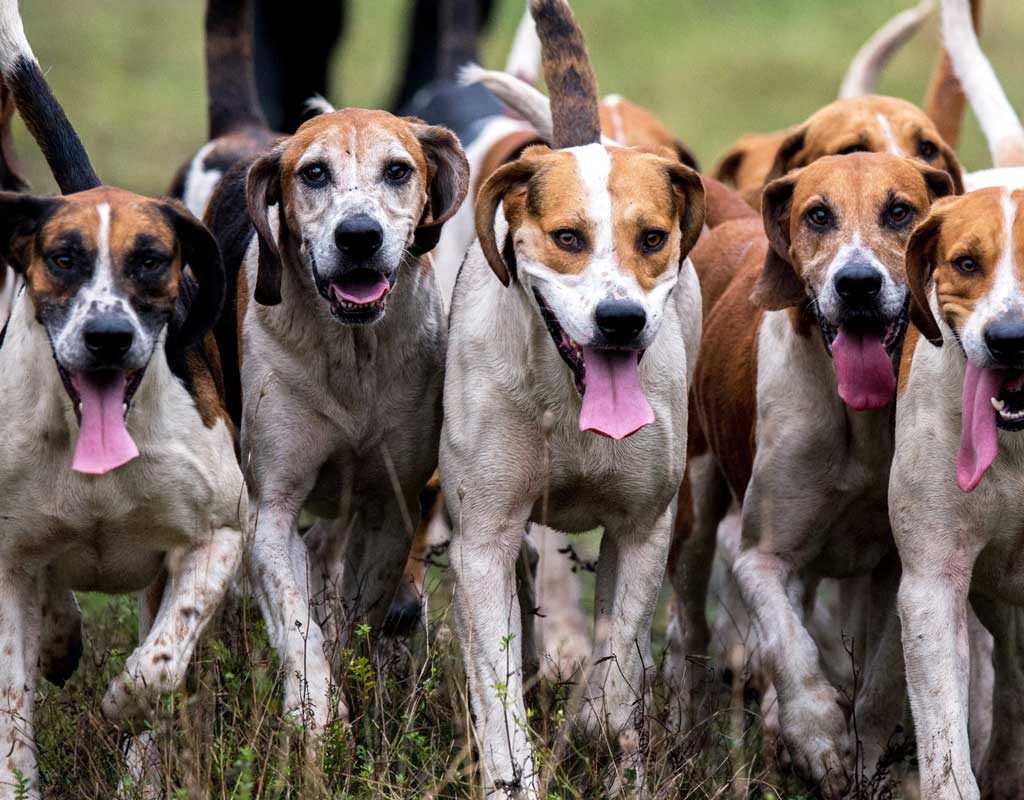 Jagd ohne tote Tiere