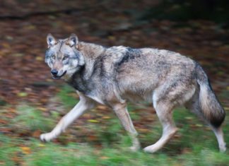 Nicht Hund, nicht Wolf - Streit um Hybride. Kommen sechs Mischlinge auf Abschussliste?