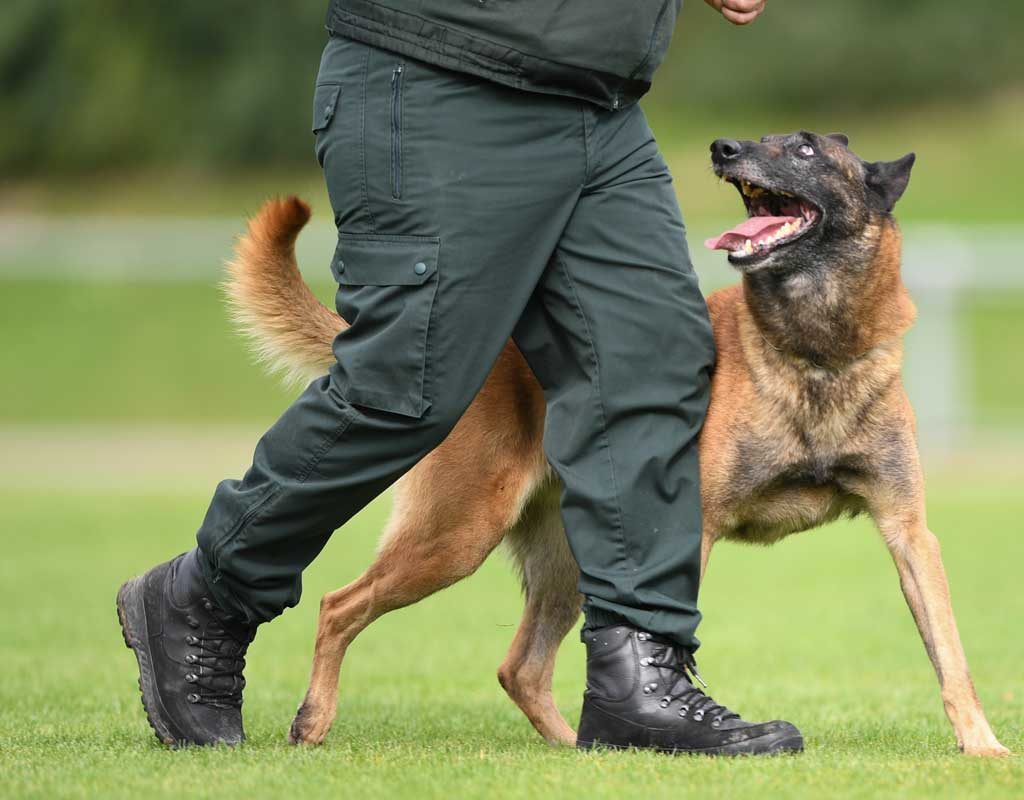 Sitz! Platz! Aus! - Zollhunde müssen sich im Leistungstest bewähren