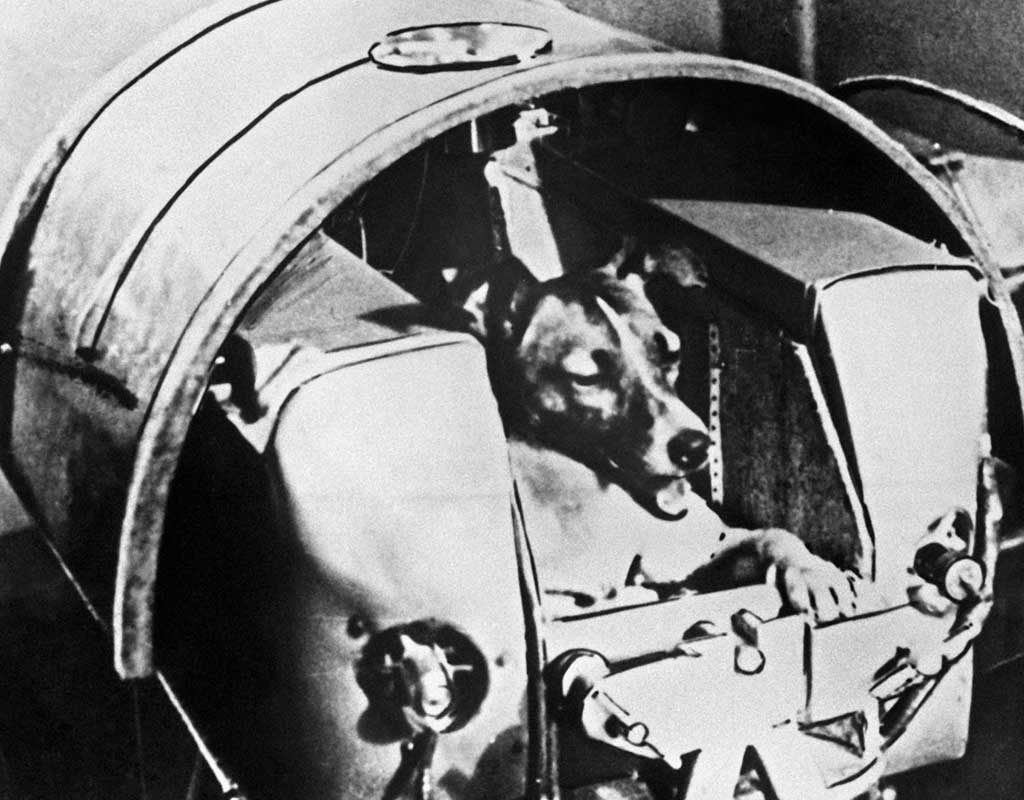 Tierische Weltraum-Pioniere: Vor 60 Jahren flog Hündin Laika ins All