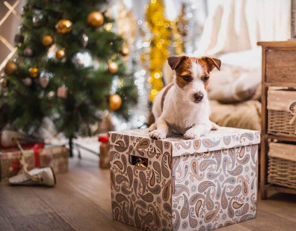 Weihnachten - Die Wohnung tiergerecht dekorieren