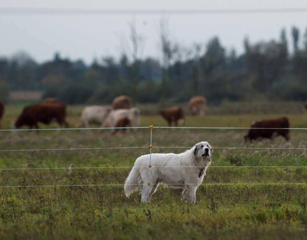 Zaun oder Hund? Rinderhalter ringen um Schutz vor dem Wolf