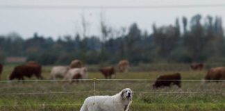 Zaun oder Hund? Rinderhalter ringen um Schutz vor dem Wolf