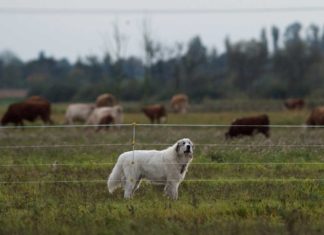 Zaun oder Hund? Rinderhalter ringen um Schutz vor dem Wolf