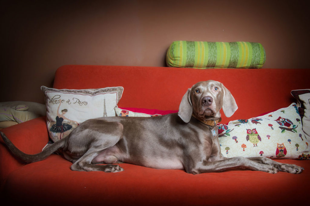 In Großstädten herrscht Arbeitslosigkeit und Langeweile - unter Hunden