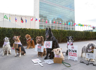 Hunde-Protest vor UN-Hauptsitz in New York