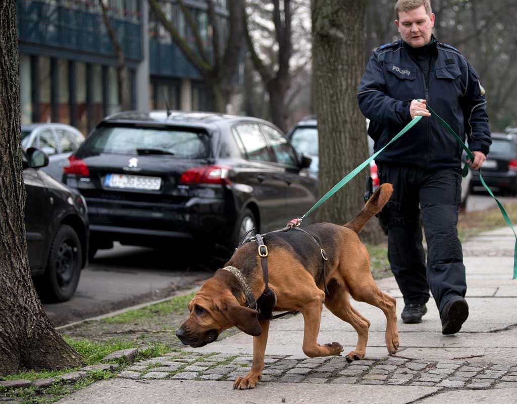 Kommissaren auf vier Beinen reicht DNA als Schlüsselreiz