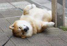 Maru ein Shiba Inu aus Japan wird zum Instagram-Star