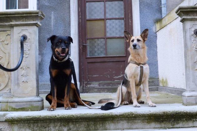 Urlaub in Polen: Kaschubei mit Hund