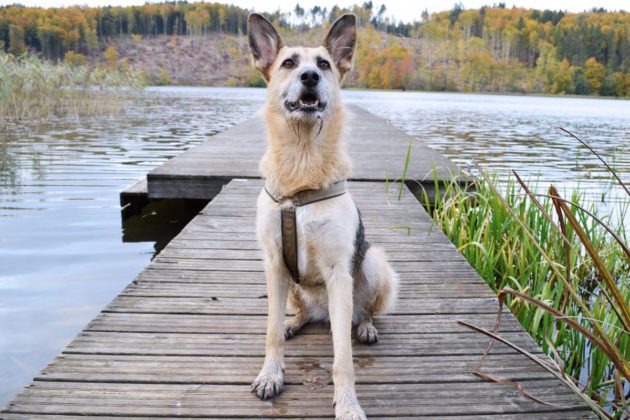 Urlaub in Polen: Kaschubei mit Hund