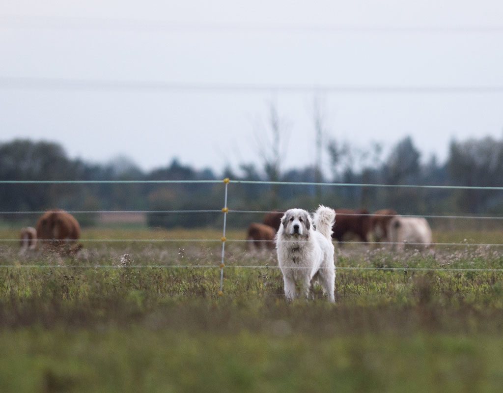 Vorsicht Hund! - Herdenschutz verlangt Rücksicht