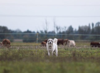 Vorsicht Hund! - Herdenschutz verlangt Rücksicht