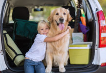 Hundetransport im Auto